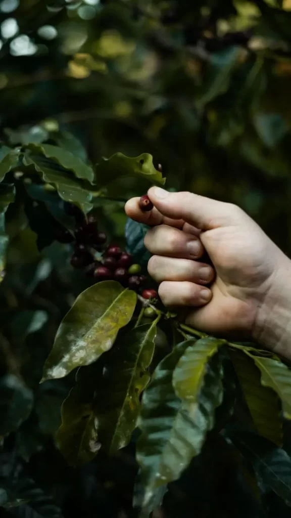 Mão segurando fruto de café na árvore