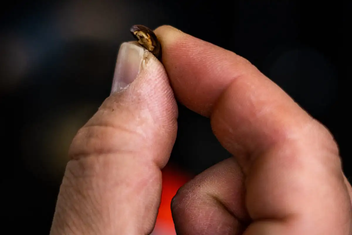 Mão segurando grão de café torrado