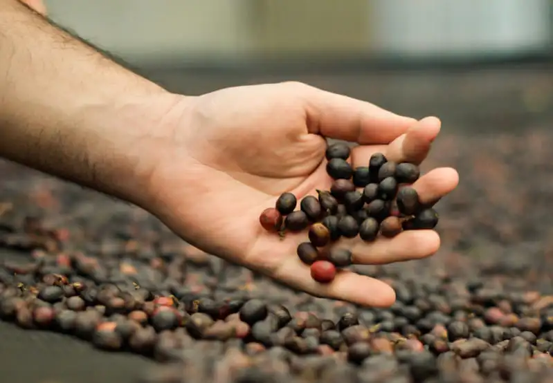 Mão segurando grãos de café