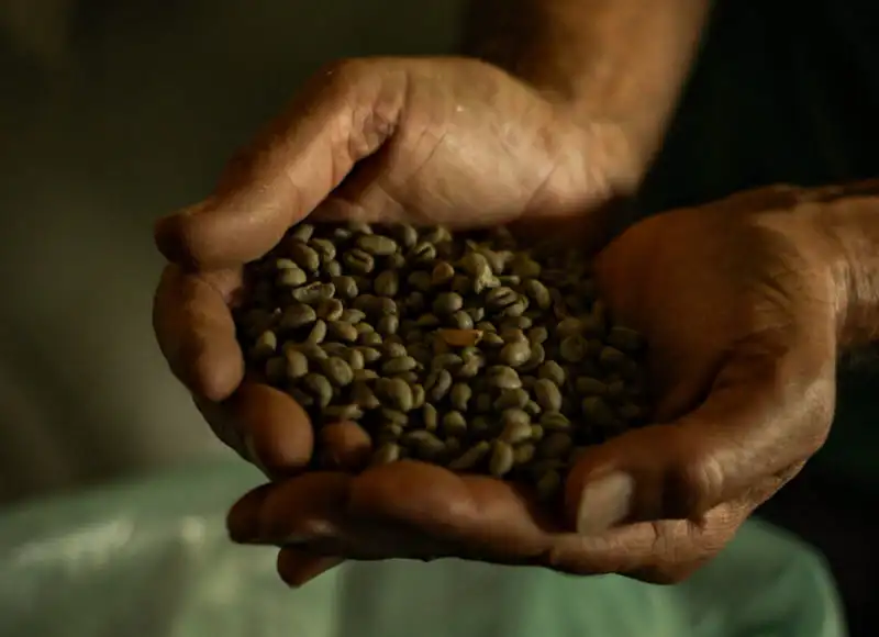 Pessoa segurando nas mãos um punhado de grãos de café